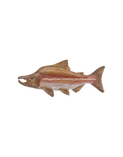 Humpback  Salmon Pin