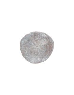 Sand Dollar Pin