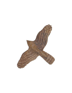 Cooper's Hawk Pin