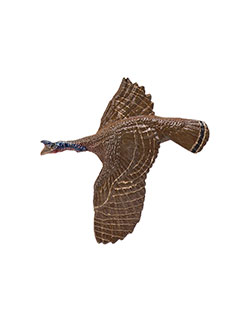 Wild Turkey Pin