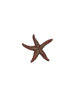 Starfish Pin