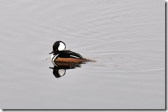 Hooded Merganser