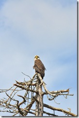 Bald Eagle