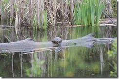 Painted Turtle